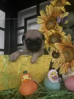 Lucy, a female Pug for sale in Chino Hills, CA – Photo 1 of 3