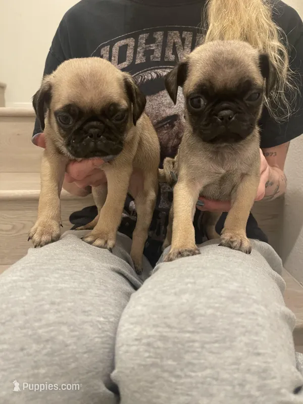 Gary – Pug puppy for sale in Chino Hills, CA