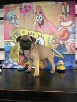 Gary, a male Pug for sale in Chino Hills, CA – Photo 6 of 6