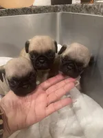 Lucy, a female Pug for sale in Chino Hills, CA – Photo 2 of 3