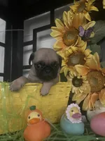 Lucy, a female Pug for sale in Chino Hills, CA – Photo 3 of 3