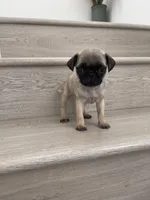 Gary, a male Pug for sale in Chino Hills, CA – Photo 5 of 6