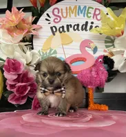 Laura, a female Shih Tzu for sale in Chino Hills, CA – 5 of 7