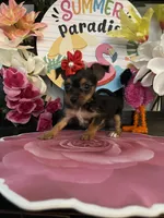 Lucy, a female Chihuahua for sale in Chino Hills, CA – 4 of 5