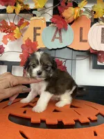Morkies, a male Morkie for sale in Chino, CA – 7 of 8