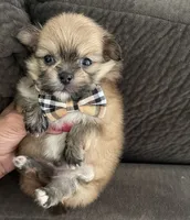 Laura, a female Shih Tzu for sale in Chino Hills, CA – 6 of 7