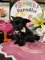 Lulu, a female Maltese and Yorkshire Terrier for sale in Chino Hills, CA – 9 of 9