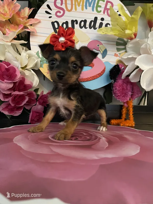 Lucy – Chihuahua puppy for sale in Chino Hills, CA