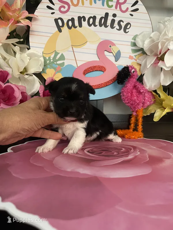 Lenny, a male Morkie for sale in Chino Hills, CA – 1 of 5