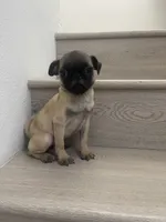 Gina, a female Pug for sale in Chino Hills, CA – 7 of 7