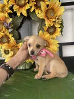 Katie, a female Chihuahua for sale in Chino Hills, CA – Photo 2 of 2