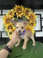 Katie, a female Chihuahua for sale in Chino Hills, CA – Photo 1 of 2