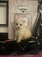 Delilah, a female Maltipom for sale in Chino, CA – 3 of 6