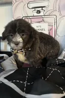 Guido, a male Poodle - Toy  for sale in Chino Hills, CA – 2 of 6
