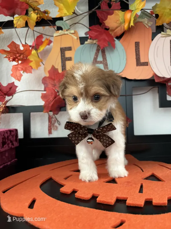 Morkies – Morkie puppy for sale in Chino, CA