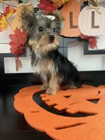 Lucy, a female Yorkshire Terrier for sale in Chino, CA – 2 of 4