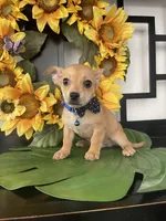 Trina, a female Chihuahua for sale in Chino Hills, CA – Photo 1 of 5