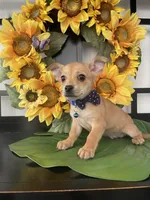 Trina, a female Chihuahua for sale in Chino Hills, CA – Photo 4 of 5