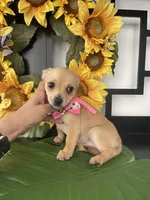 Trina, a female Chihuahua for sale in Chino Hills, CA – Photo 2 of 5