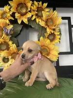 Trina, a female Chihuahua for sale in Chino Hills, CA – Photo 3 of 5