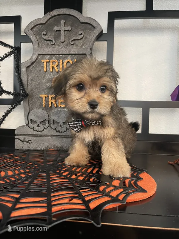 Morkies – Morkie puppy for sale in Chino, CA