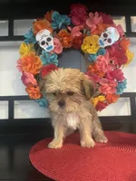 Lola, a female Yorkshire Terrier and Shorkie for sale in Chino Hills, CA – 2 of 4