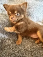 Lucy, a female Pomeranian for sale in Chino Hills, CA – 1 of 6