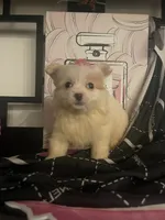 Delilah, a female Maltipom for sale in Chino, CA – 5 of 6