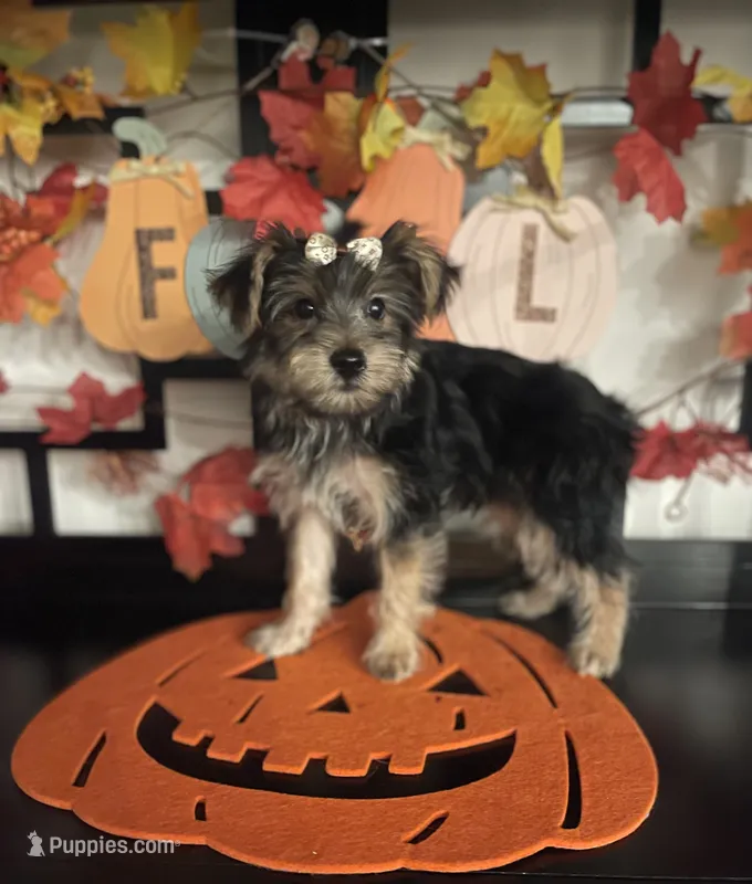 Lucy – Yorkshire Terrier puppy for sale in Chino, CA