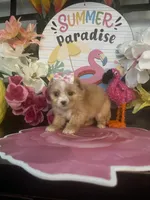Willow, a female Maltipoo for sale in Chino Hills, CA – 4 of 4