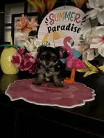 William, a male Yorkipoo for sale in Chino Hills, CA – 2 of 5
