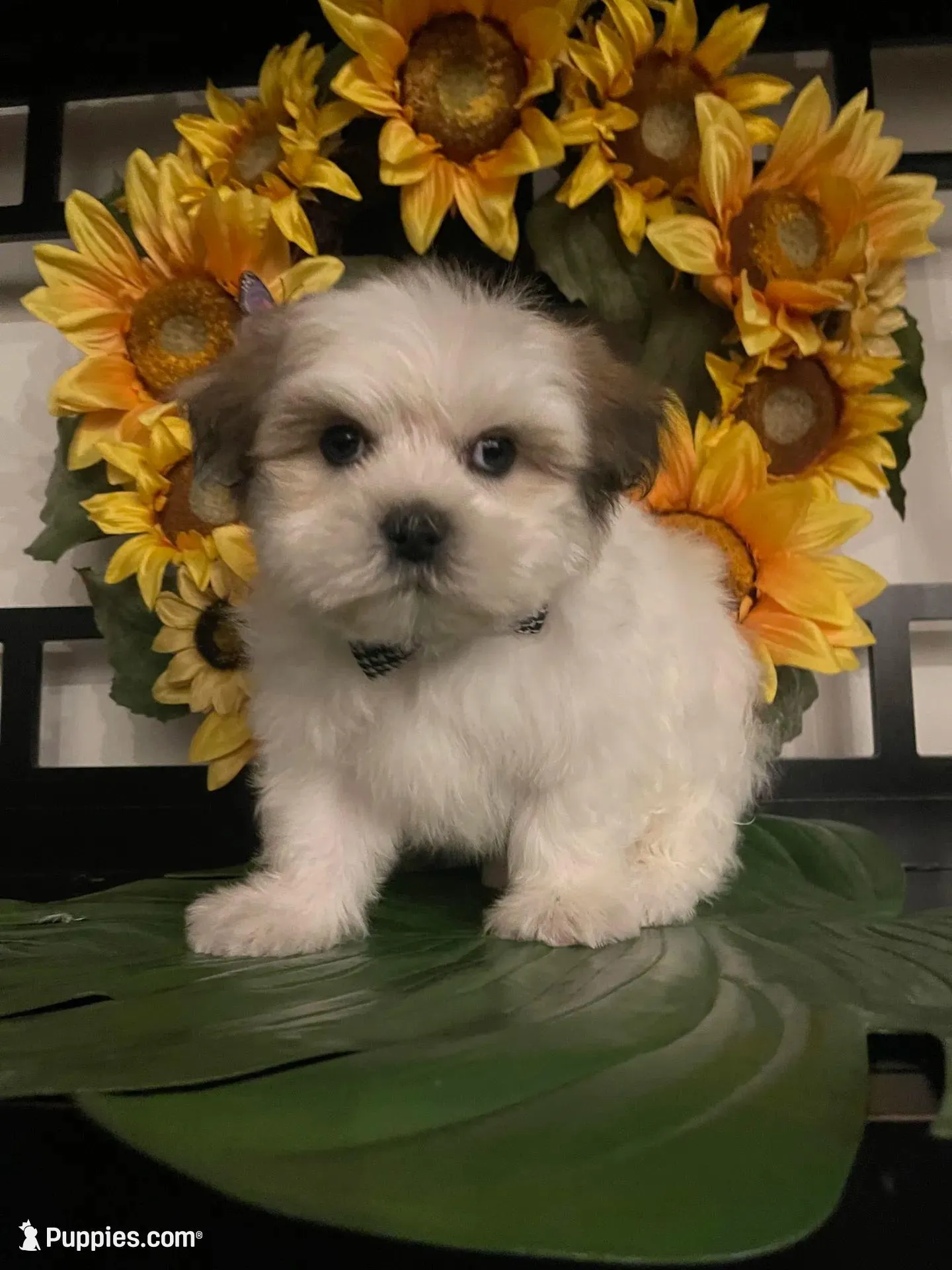 Clyde – Shih Tzu puppy for sale in Chino Hills, CA