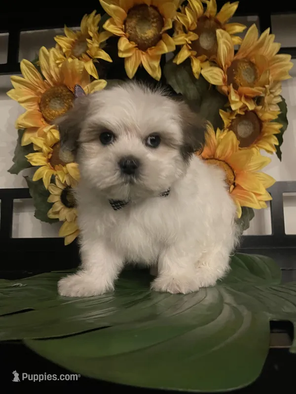 Clyde – Shih Tzu puppy for sale in Chino Hills, CA