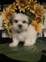Clyde, a male Shih Tzu for sale in Chino Hills, CA – Photo 1 of 3