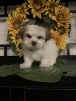 Clyde, a male Shih Tzu for sale in Chino Hills, CA – Photo 3 of 3