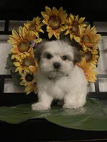 Clyde, a male Shih Tzu for sale in Chino Hills, CA – Photo 2 of 3