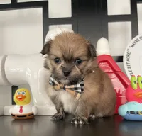 Laura, a female Shih Tzu for sale in Chino Hills, CA – 4 of 7