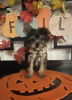 Lucy, a female Yorkshire Terrier for sale in Chino, CA – 2 of 10