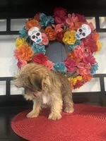 Lola, a female Yorkshire Terrier and Shorkie for sale in Chino Hills, CA – 4 of 4