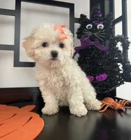 Lilly , a female Maltipoo for sale in Chino, CA – 3 of 4