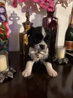 Lenny, a male Morkie for sale in Chino, CA – 2 of 4