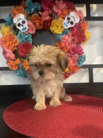 Lola, a female Yorkshire Terrier and Shorkie for sale in Chino Hills, CA – 3 of 4