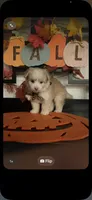 Lilly, a male Pomapoo for sale in Chino, CA – 6 of 10