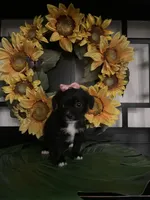 Lilly, a female Shih Tzu and Mal Shi for sale in Chino Hills, CA – Photo 6 of 7