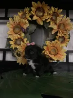 Lilly, a female Shih Tzu and Mal Shi for sale in Chino Hills, CA – Photo 7 of 7