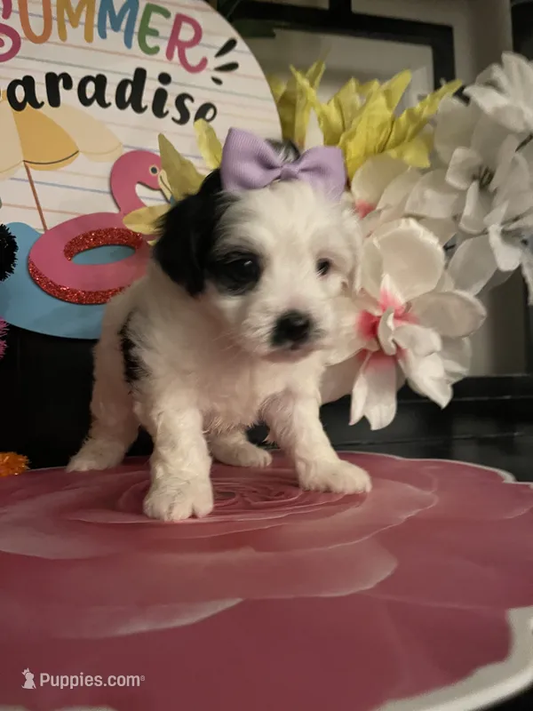 Layla – Mal Shi puppy for sale in Chino Hills, CA