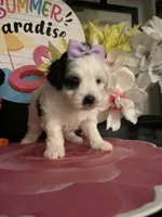 Layla, a female Mal Shi for sale in Chino Hills, CA – 1 of 5