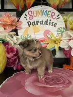 Laura, a female Pomeranian and Shih Tzu for sale in Chino Hills, CA – 4 of 6