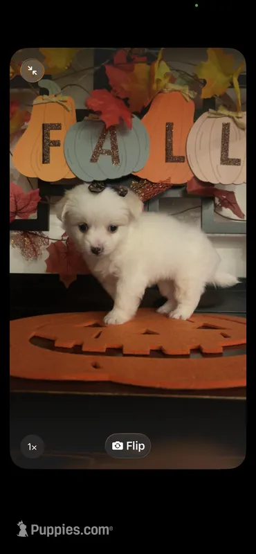 Lilly – Pomapoo puppy for sale in Chino, CA