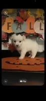 Lilly, a male Pomapoo for sale in Chino, CA – 1 of 10